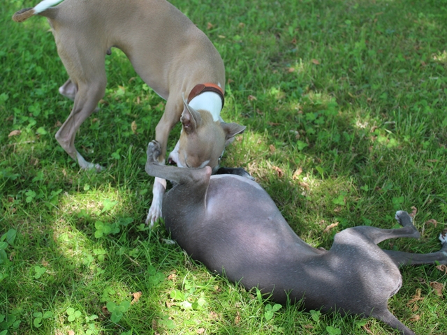 f:id:gino-ig:20180721001446j:plain