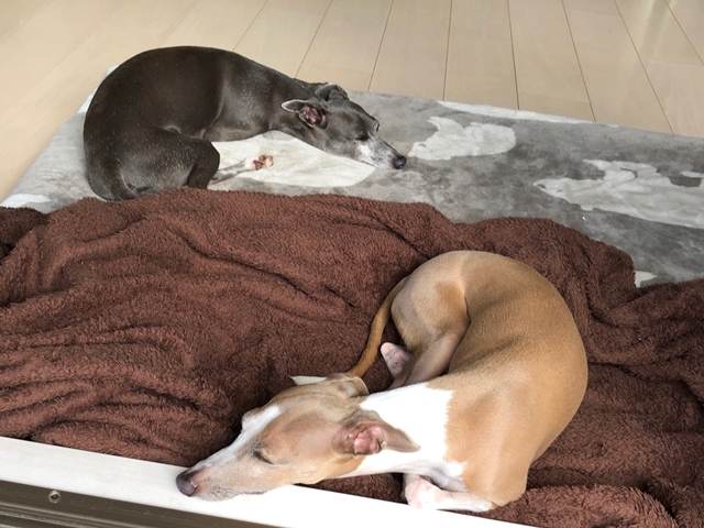 f:id:gino-ig:20180721001544j:plain