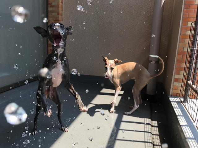 f:id:gino-ig:20180721001650j:plain