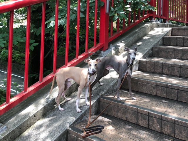 f:id:gino-ig:20180721001929j:plain