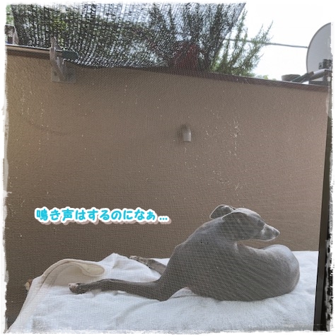 f:id:gino-ig:20180726233841j:plain f:id:gino-ig:20180726233841j:plain