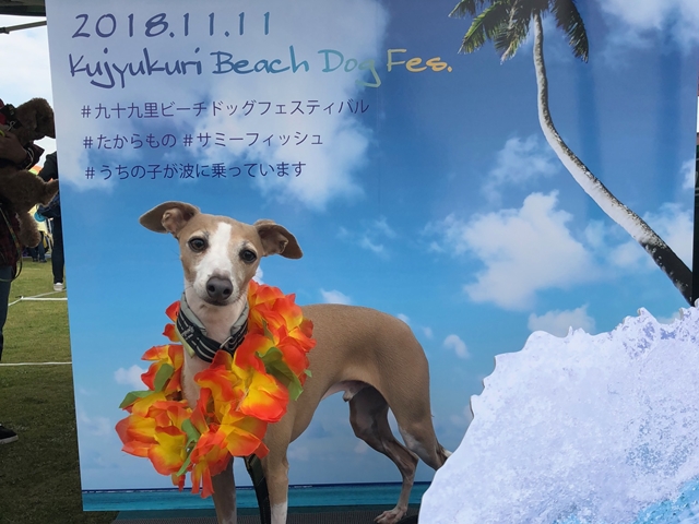 f:id:gino-ig:20181122234547j:plain