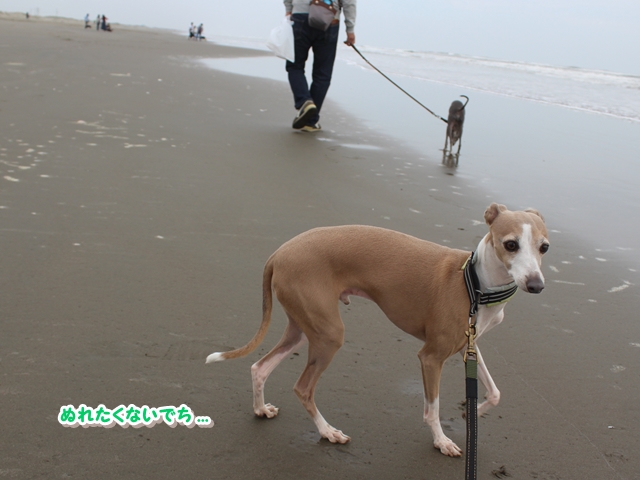 f:id:gino-ig:20181123000403j:plain