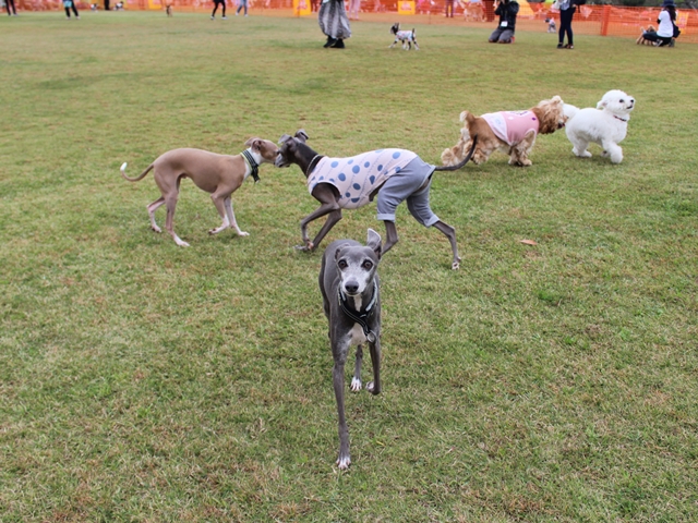 f:id:gino-ig:20181123001124j:plain