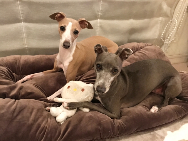 f:id:gino-ig:20181206230349j:plain f:id:gino-ig:20181206230349j:plain