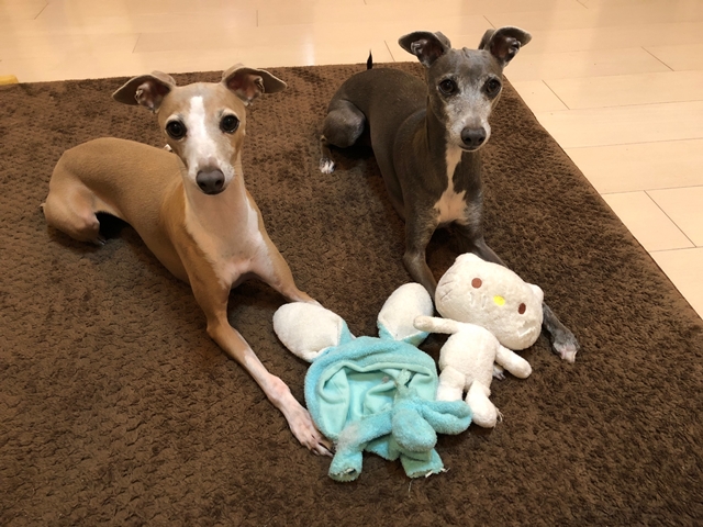 f:id:gino-ig:20181206230640j:plain f:id:gino-ig:20181206230640j:plain