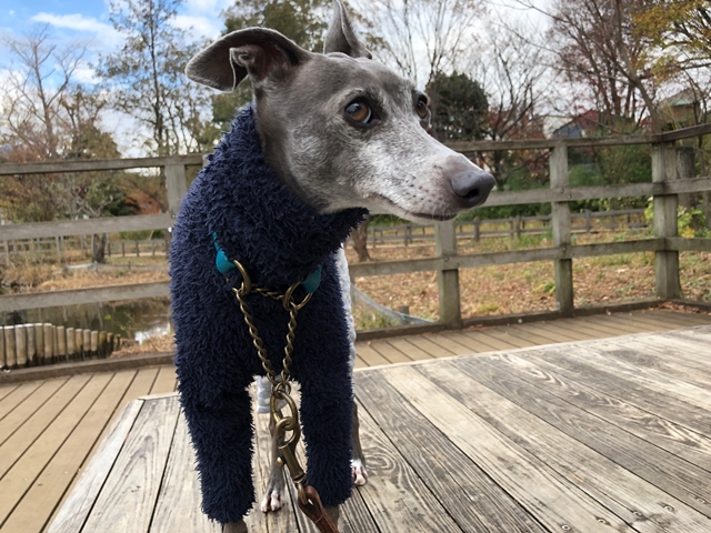 f:id:gino-ig:20181214001518j:plain