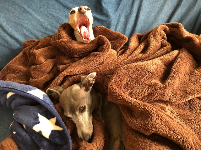 f:id:gino-ig:20181214002016j:plain