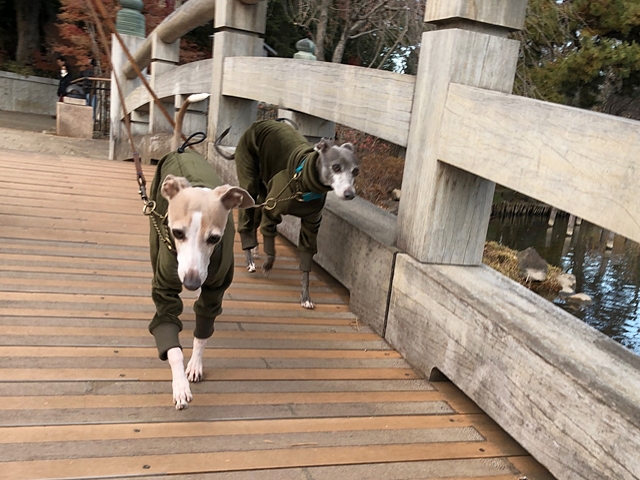 f:id:gino-ig:20181231224643j:plain