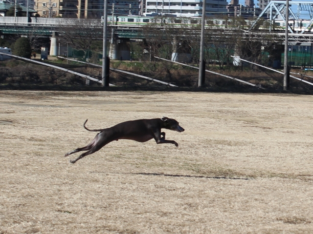 f:id:gino-ig:20190102002720j:plain