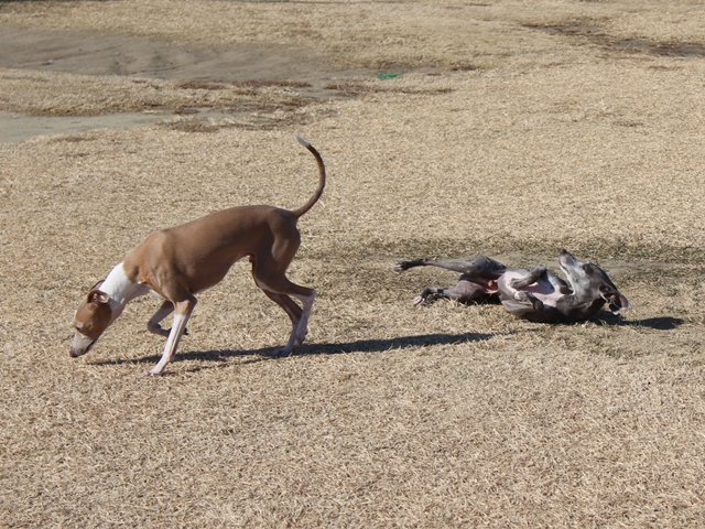 f:id:gino-ig:20190102002835j:plain