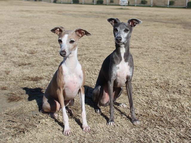 f:id:gino-ig:20190102002916j:plain