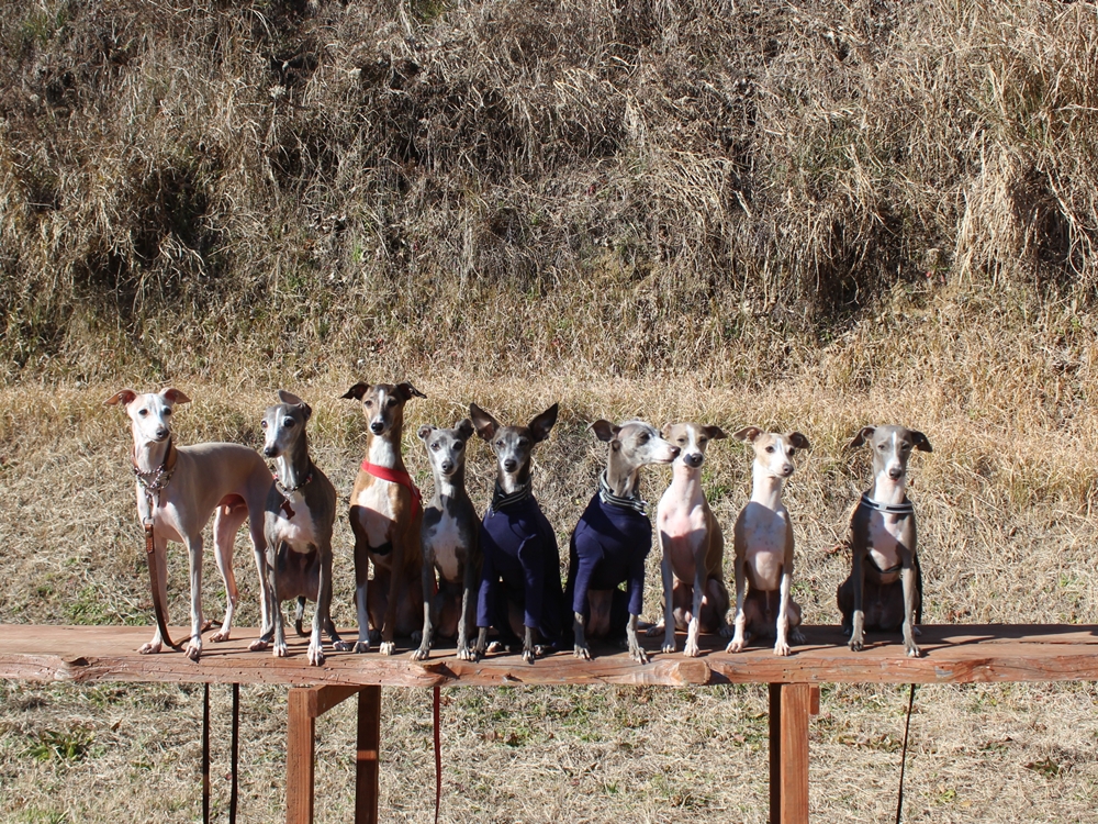 f:id:gino-ig:20190106223702j:plain