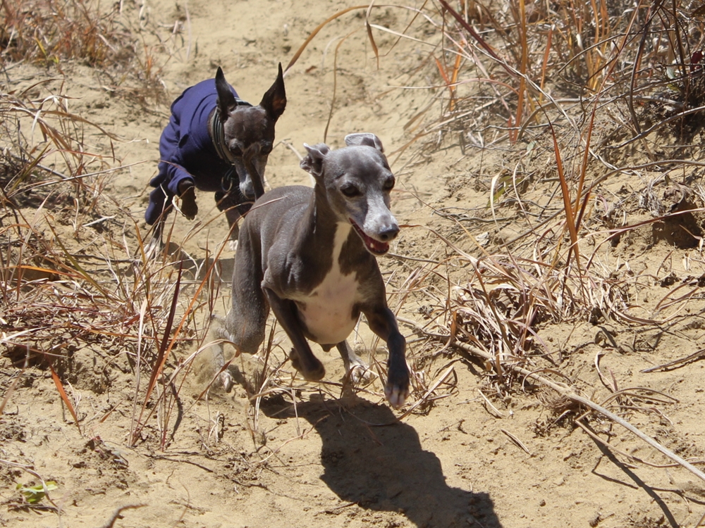 f:id:gino-ig:20190106225349j:plain