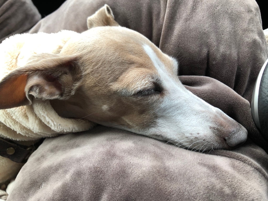 f:id:gino-ig:20190114213230j:plain