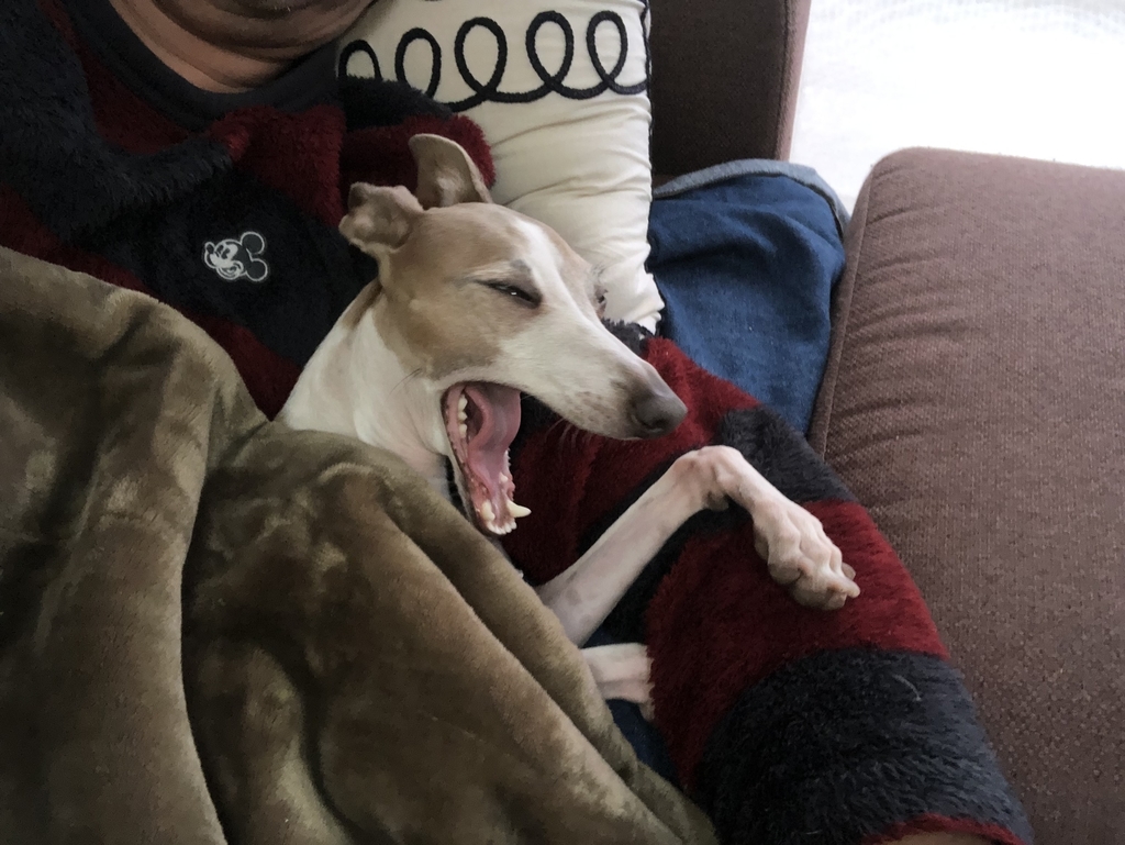 f:id:gino-ig:20190114213323j:plain