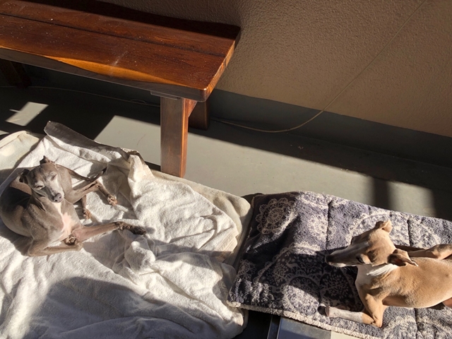 f:id:gino-ig:20190210001122j:plain