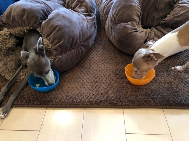 f:id:gino-ig:20190210003053j:plain