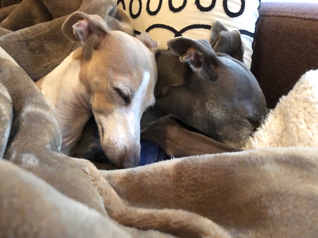 f:id:gino-ig:20190210003415j:plain