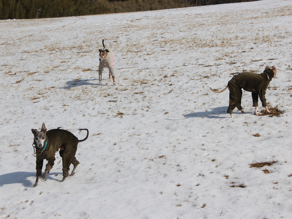 f:id:gino-ig:20190210224147j:plain