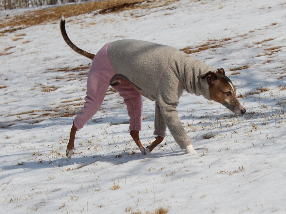 f:id:gino-ig:20190210224423j:plain