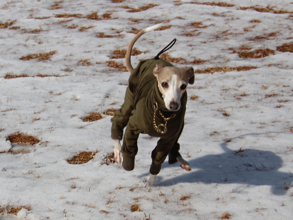 f:id:gino-ig:20190210224709j:plain