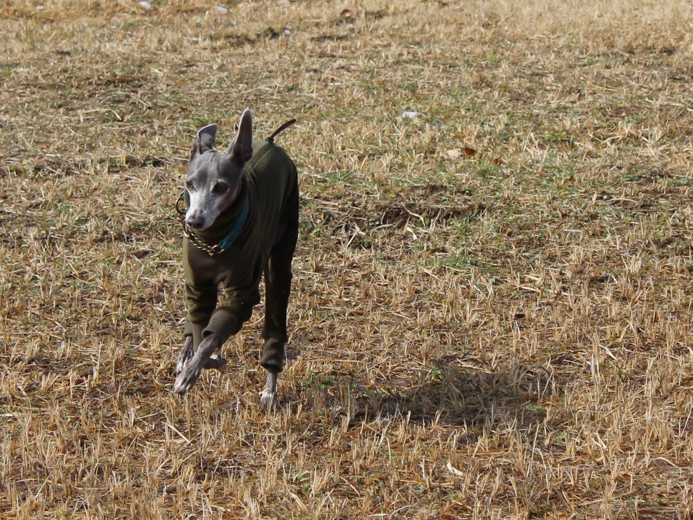 f:id:gino-ig:20190210224735j:plain