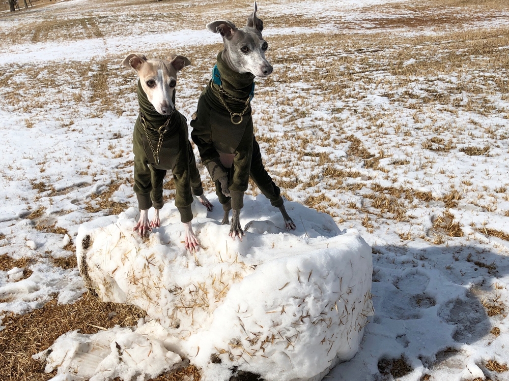 f:id:gino-ig:20190210225206j:plain