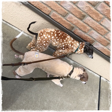 f:id:gino-ig:20190214232932j:plain