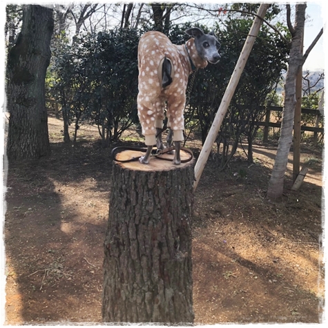 f:id:gino-ig:20190220235847j:plain
