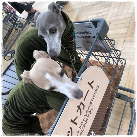 f:id:gino-ig:20190221000710j:plain