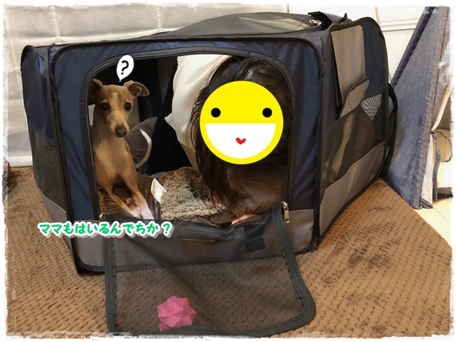 f:id:gino-ig:20190312000603j:plain