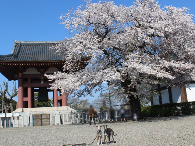 f:id:gino-ig:20190504001229j:plain f:id:gino-ig:20190504001229j:plain