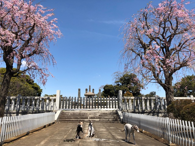 f:id:gino-ig:20190504001331j:plain f:id:gino-ig:20190504001331j:plain