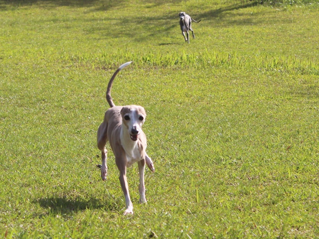 f:id:gino-ig:20190517231342j:plain f:id:gino-ig:20190517231342j:plain