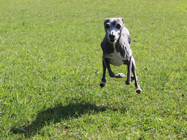 f:id:gino-ig:20190517231447j:plain f:id:gino-ig:20190517231447j:plain