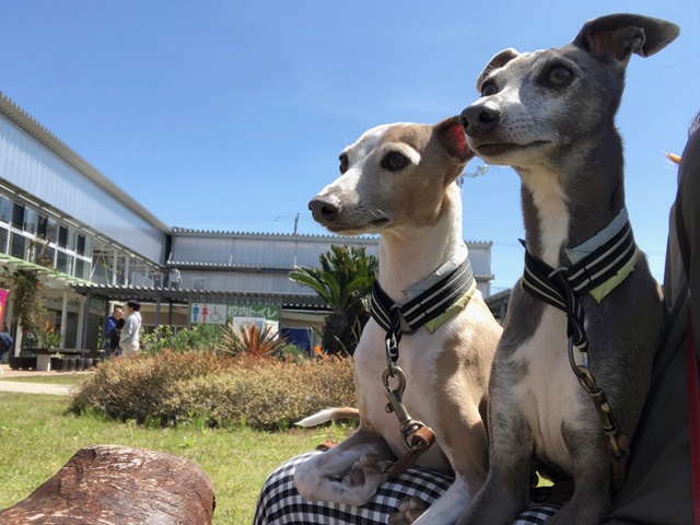 f:id:gino-ig:20190517231832j:plain f:id:gino-ig:20190517231832j:plain