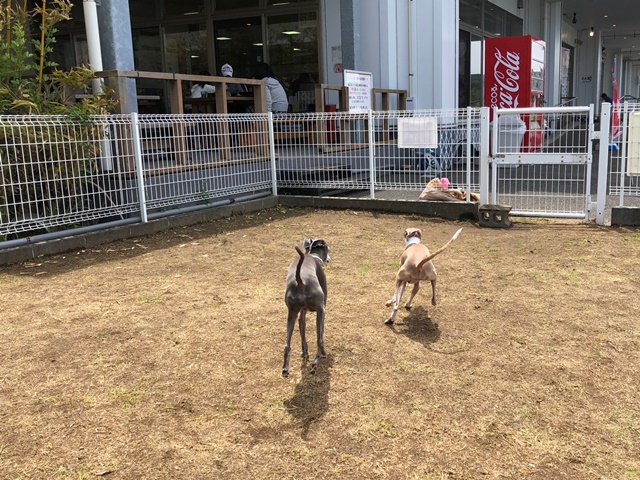 f:id:gino-ig:20190517232449j:plain f:id:gino-ig:20190517232449j:plain