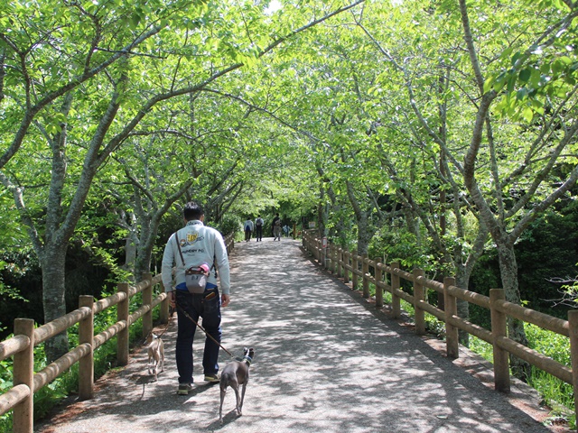 f:id:gino-ig:20190518235149j:plain