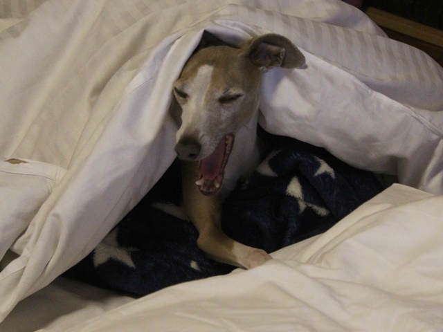 f:id:gino-ig:20190519003558j:plain