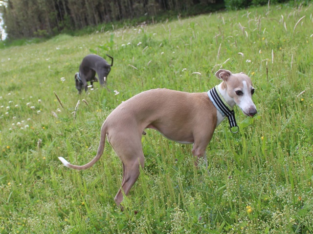 f:id:gino-ig:20190520234547j:plain