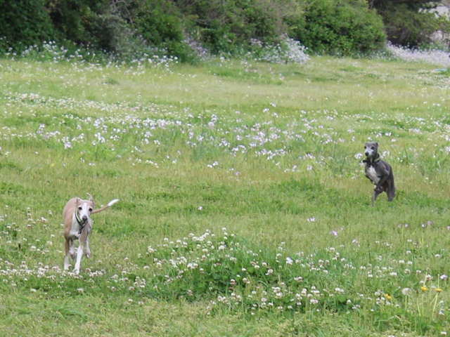 f:id:gino-ig:20190520234634j:plain