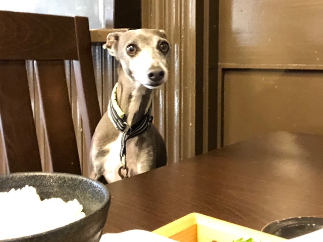 f:id:gino-ig:20190520234755j:plain