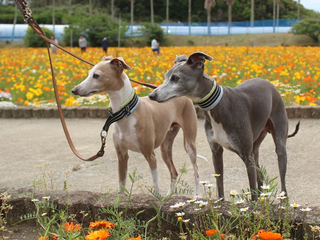 f:id:gino-ig:20190520235130j:plain