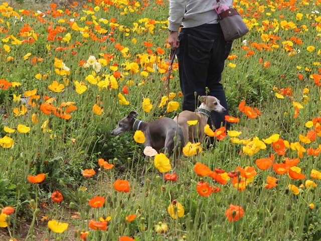 f:id:gino-ig:20190520235230j:plain