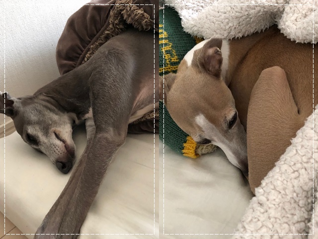 f:id:gino-ig:20190615235559j:plain f:id:gino-ig:20190615235559j:plain