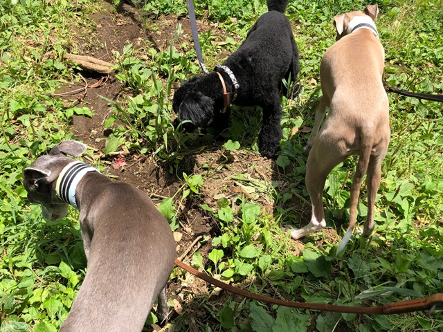 f:id:gino-ig:20190616000241j:plain f:id:gino-ig:20190616000241j:plain