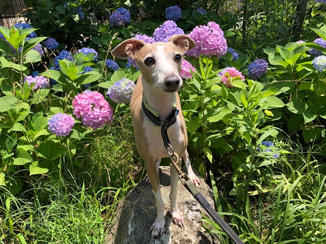 f:id:gino-ig:20190616000420j:plain f:id:gino-ig:20190616000420j:plain