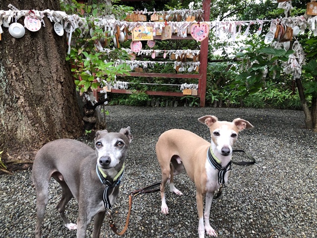 f:id:gino-ig:20190702232528j:plain