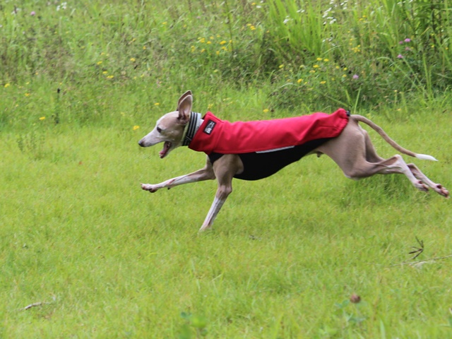 f:id:gino-ig:20190702232944j:plain